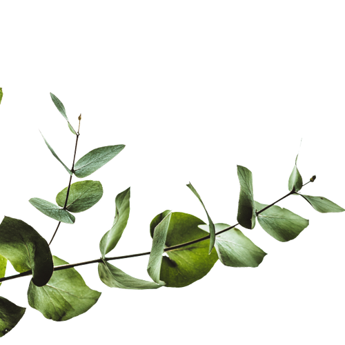 EventsPage_lgLeaf-p-500