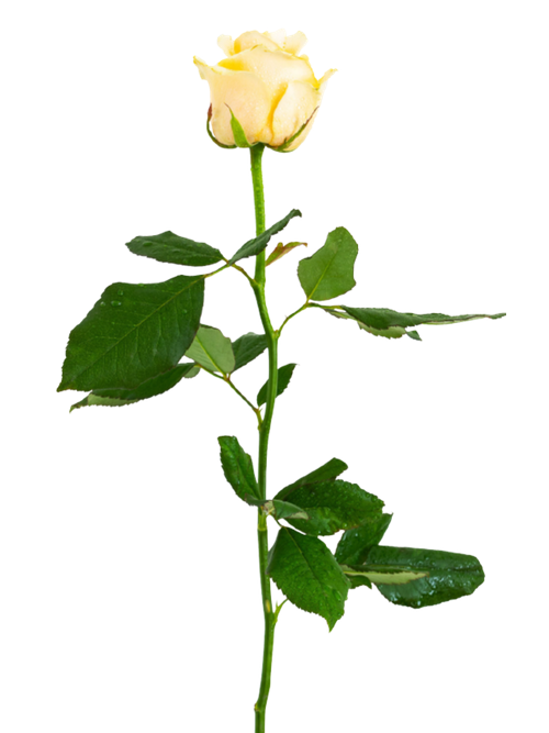 misc_flower_01-p-500