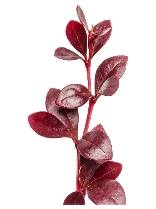 misc_flower_03-p-500