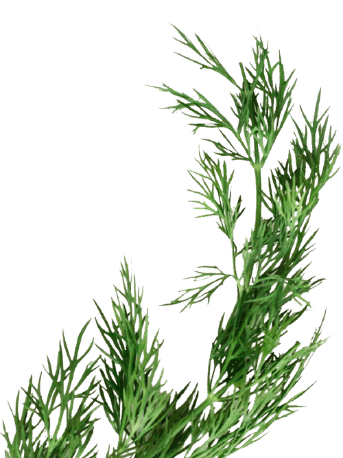misc_flower_04-p-500-min