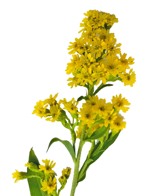 misc_flower_08-p-500